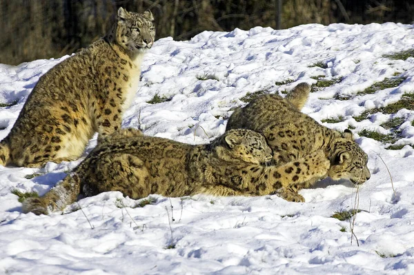 Leopardo Nieve Onza Uncia Madre Viejo Cachorro Pie Nieve — Foto de Stock