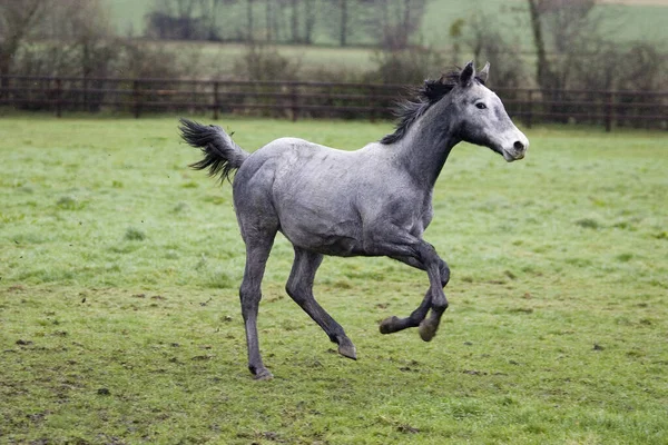Grey English Thoroughbred Yearling Galloping Normandia — Fotografie, imagine de stoc