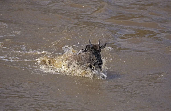 Blaue Gnus Connochaetes Taurinus Überqueren Während Der Völkerwanderung Den Mara — Stockfoto