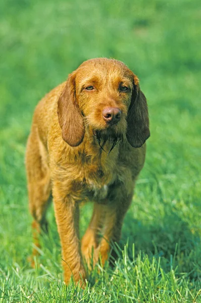 Fawn Brittany Griffon Veya Griffon Fauve Bretagne Otların Üzerinde Duran — Stok fotoğraf