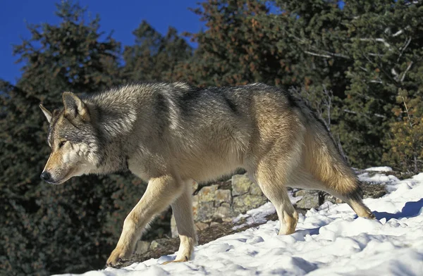 Lobo Gris Norteamericano Canis Lupus Occidentalis Adulto Caminando Sobre Nieve —  Fotos de Stock