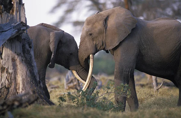 Африканский Слон Loxodonta Africana Парк Масаи Мара Кении — стоковое фото