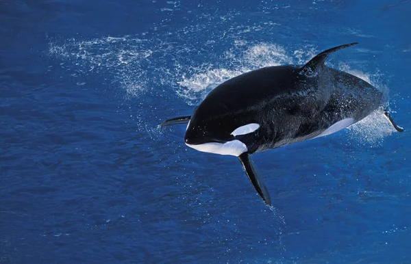 Φάλαινα Δολοφόνος Orcinus Orca Ενηλίκων Παραβίαση — Φωτογραφία Αρχείου