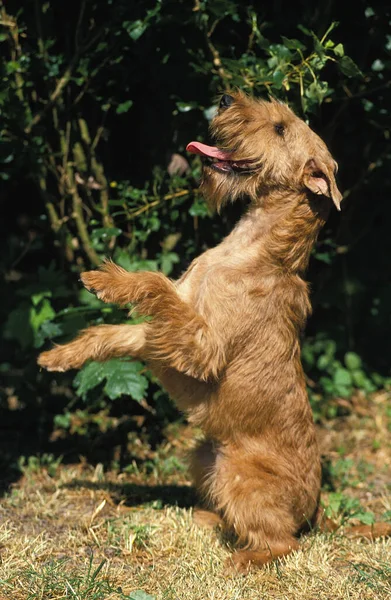 Irish Terrier Cão Sentado Posição Vertical Implorar — Fotografia de Stock
