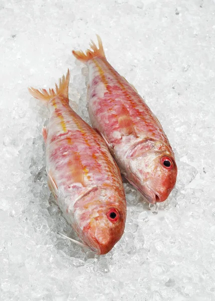 Rotbarbe Mullus Surmuletus Frische Fische Auf Eis — Stockfoto