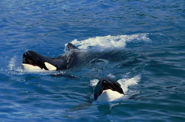 Killer Whale Orcinus Orca — Stockfoto