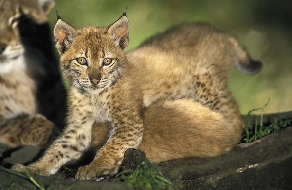 Europeu Lynx Felis Lynx Mãe Filhote — Fotografia de Stock