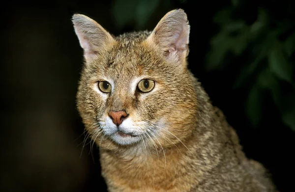 Jungle Cat Felis Chaus Portrét Dospělého — Stock fotografie