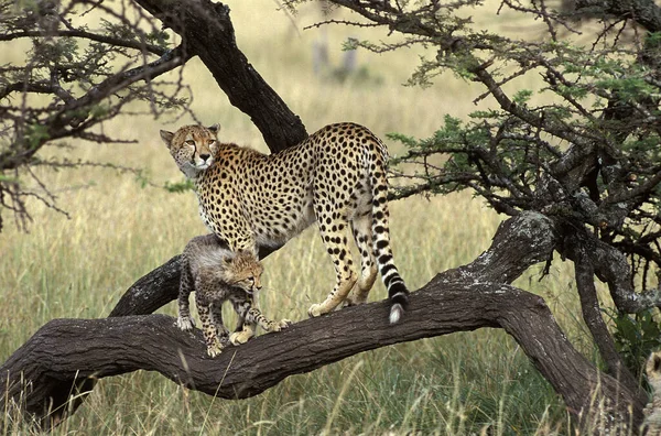 Gepárd Acinonyx Jubatus Anya Cub Masai Mara Park Kenyában — Stock Fotó