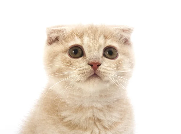 Crema Scottish Fold Gato Doméstico Meses Viejo Gatito Contra Blanco — Foto de Stock