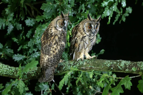 Búho Orejas Largas Asio Otus Pie Rama Normandía — Foto de Stock