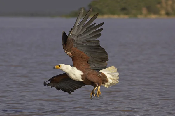 African Fish Eagle Haliaeetus Vocifer Adult Flight Fishing Baringo Lake — ストック写真