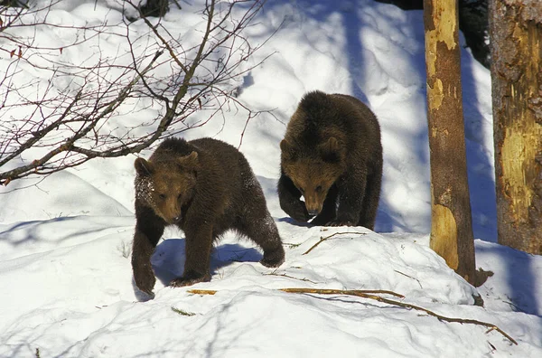 Brunbjörn Ursus Arctos Mor Och Unge Går Snö — Stockfoto