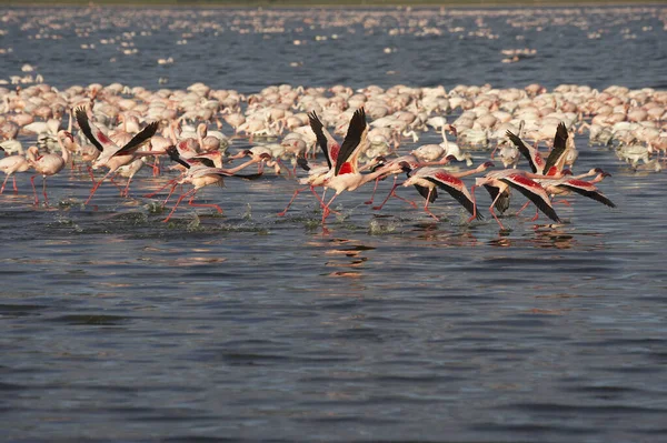 肯尼亚纳库鲁湖小火烈鸟幼鸟 — 图库照片