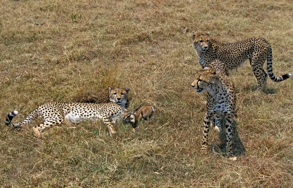 Cheetah Acinonyx Jubatus Group Hunting Thomson Gazelle Masai Mara Park — Stockfoto
