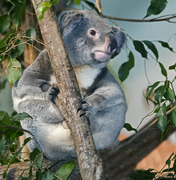 Koala Phascolarctos Cinereus Mężczyzna Stojący Gałęzi — Zdjęcie stockowe