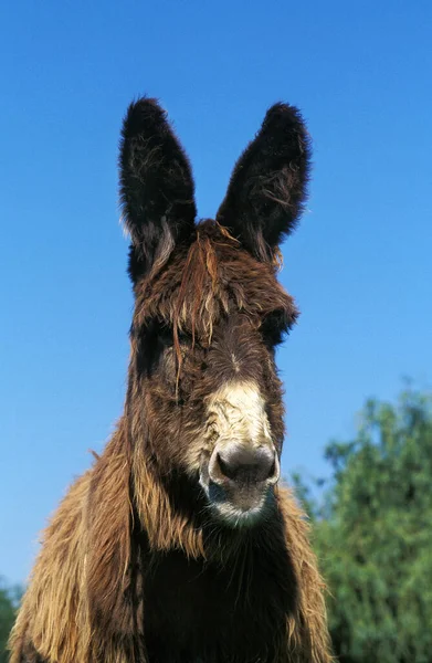 Poitou Donkey Lub Baudet Poitou Rasy Francuskiej — Zdjęcie stockowe