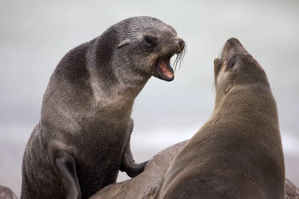 South African Fur Seal, arctocephalus pusillus, Females, Cape Cross in Namibia