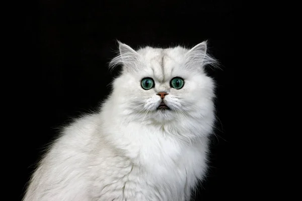 Chinchilla Perzische Kat Natuurlijke Achtergrond — Stockfoto