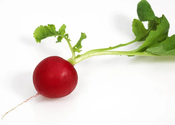 Rábano Rojo Raphanus Sativus Contra Fondo Blanco — Foto de Stock