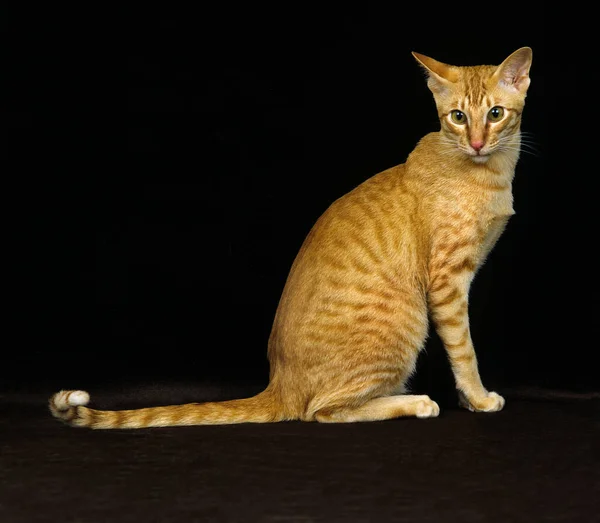 Rojo Oriental Doméstico Gato Contra Negro Fondo — Foto de Stock