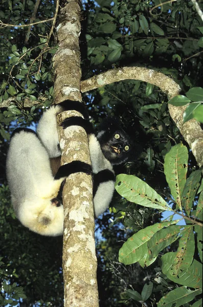 Indri Indri Indri Adult Standing Tree Madagascar — стокове фото