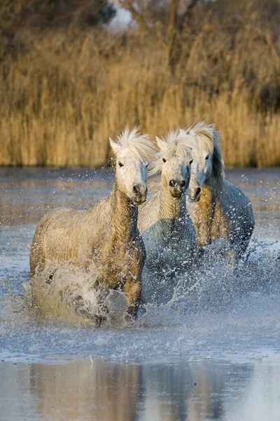 Camargue Horse Group Honí Bažinou Saintes Maries Mer Jihovýchodě Francie — Stock fotografie
