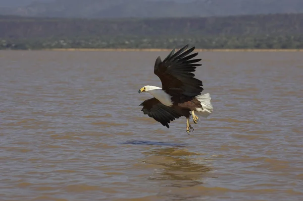 African Fish Eagle Haliaeetus Vocifer Adult Flight Fishing Baringo Lake — Stock fotografie