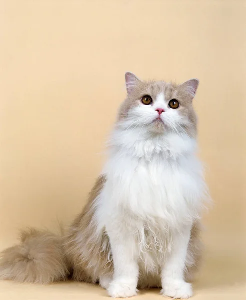 Gato Doméstico Persa Crema Blanco — Foto de Stock