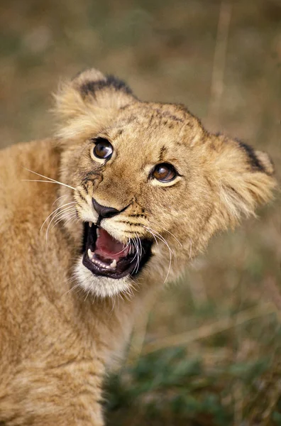 Leão Africano Panthera Leo Cub Snarling — Fotografia de Stock