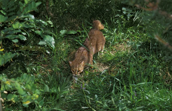 stock image Rusty-Spotted Cat, prionailurus rubiginosus 