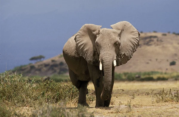 Afrika Fili Loxodonta Africana Yetişkin Bacağını Kaşıyan Kenya Daki Masai — Stok fotoğraf