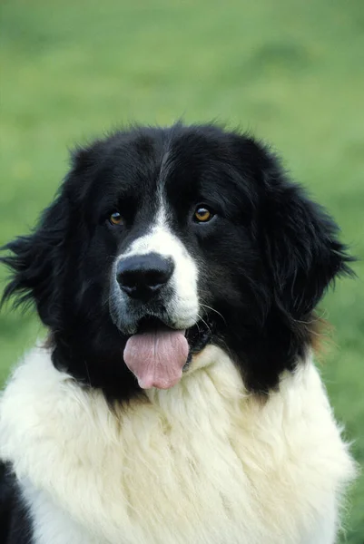 Landseer Dog Portré Nyelvvel — Stock Fotó