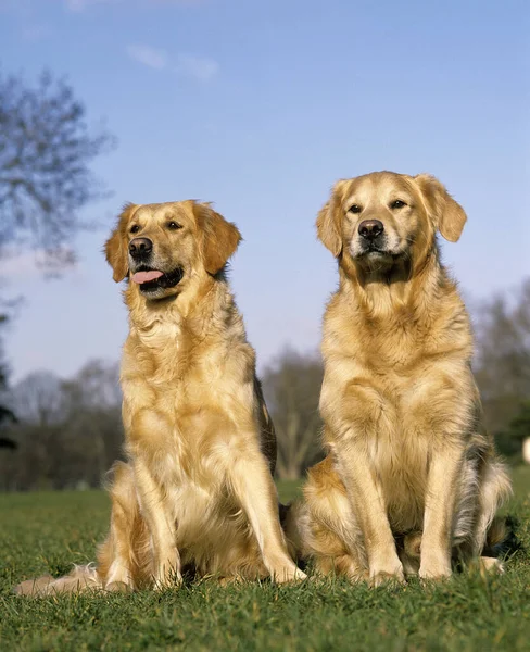 Золотой Ретривер Собаки Сидящие Траве — стоковое фото