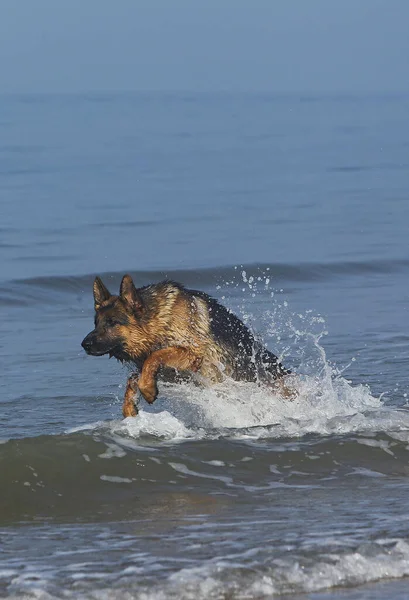 Deutscher Schäferhund Männchen Spielt Wellen Strand Der Normandie — Stockfoto