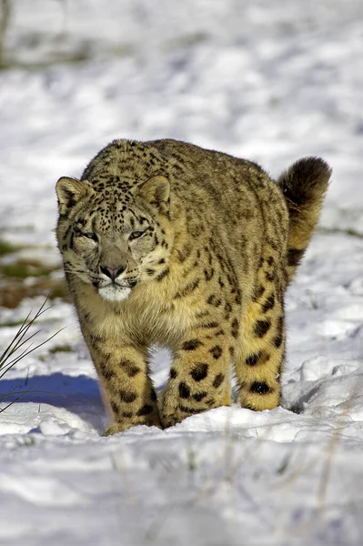 Kar Leoparı Ounce Uncia Uncia Karda Duruyor — Stok fotoğraf
