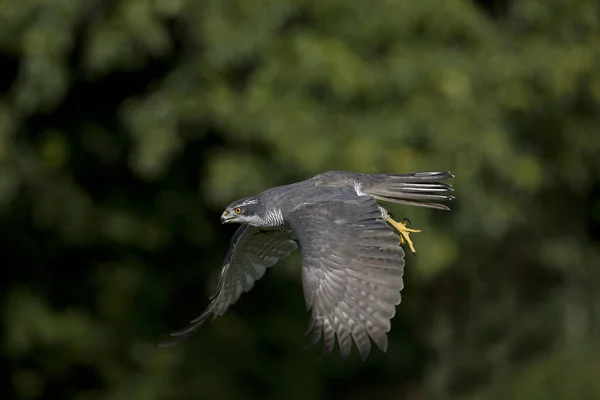 Goshawk Accipiter Gentilis Adulto Voo — Fotografia de Stock