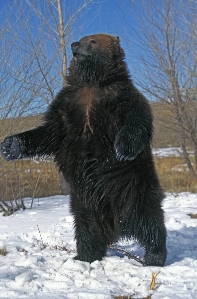Kodiak Bear Ursus Arctos Middendorffi Vuxen Stående Bakbenen Alaska — Stockfoto