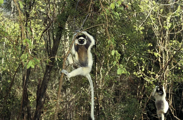 Verreaux Sifaka Propithecus Verreauxi Adult Hanging Från Branch Berent Reserve — Stockfoto