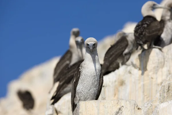 Peruano Booby Sula Variegata Islas Ballestas Reserva Paracas Perú —  Fotos de Stock