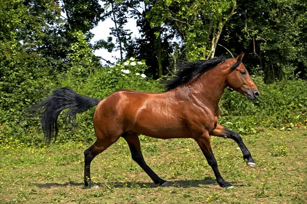 Appaloosa Horse Galloping Fond Naturel — Photo