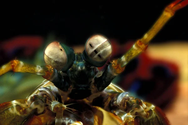 Peacock Mantis Shrimp,   odontodactylus scyllarus, Close up of Eyes