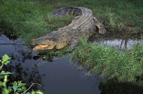 Australische Zoutwater Krokodil Estuarine Krokodil Crocodylus Porosus Volwassen Met Open — Stockfoto