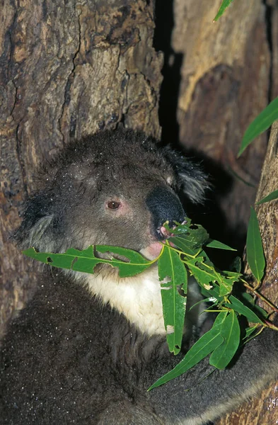 Koala Phascolarctos Cinereus Adult Eating Leaf Eucalyptus — Zdjęcie stockowe