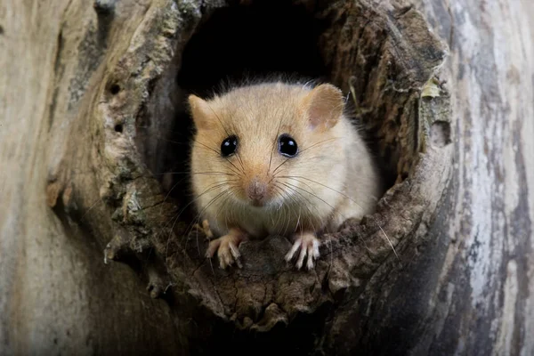 Dormitorio Común Muscardinus Avellanarius Adulto Pie Nido Normandía — Foto de Stock