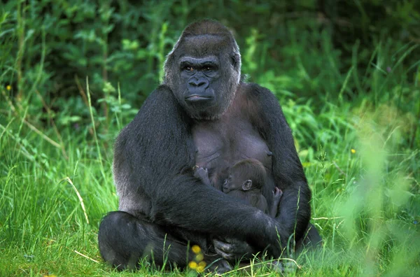 Gorilas Orientales Las Tierras Bajas Gorila Gorilla Graueri Madre Joven — Foto de Stock