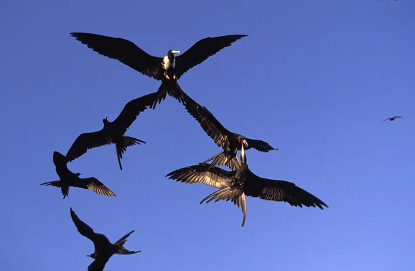 华丽的护卫舰鸟 华丽的雀鸟 飞行小组 墨西哥 — 图库照片