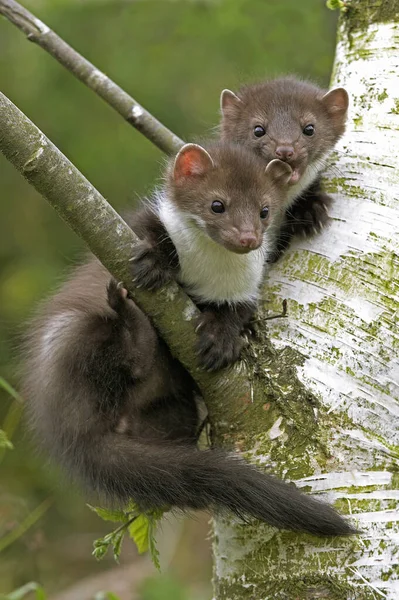 Νεαρός Stone Marten Beech Marten Martes Foina Παίζοντας Στο Δέντρο — Φωτογραφία Αρχείου