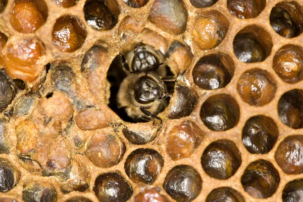Méhecske Apis Mellifera Lárvák Fésűkagylón Méhkaptár Normandiában — Stock Fotó