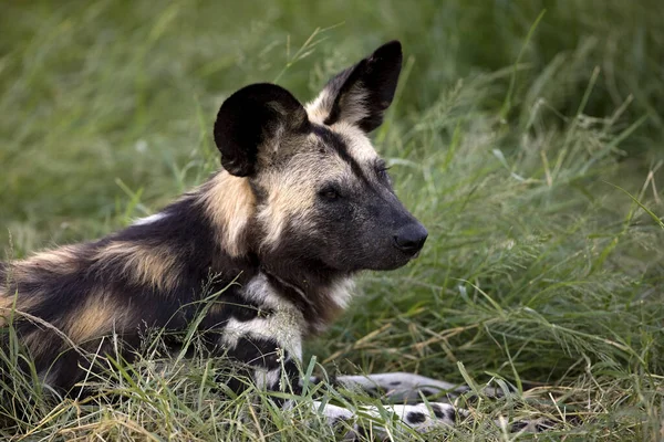 Africký Divoký Pes Lycaon Picture Namibie — Stock fotografie